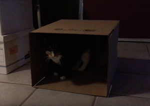 callie-box